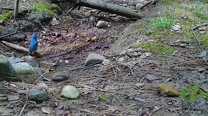 2.1K views · 535 reactions | Male Indigo Bunting at the stream <3 Love these beautiful birds!! They don't show up here very often so I enjoy every second of seeing them! #birdwatching #birds #nature #wildlife #photography #kalamazoo #spring #indigo #bunting | The Bird Perch | Facebook