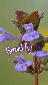Ground ivy 🌱 Wild edible & medicinal plants 🌸 #groundivy #groundivyflowers #groundivytea #wildplants #wildedibleplants #medicinalflowers #medicinalflora #medicinal_plants #medicinalherb #foraging #foragingforfood #foragingformedicine #foragingtiktok #history #ale #jermyclarkson #knowledgetoforage #knowledgeispower #homeiswhereourheartis | Home is where our heart is