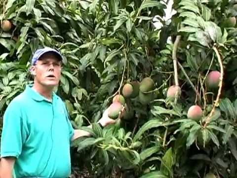 'Keitt' mango description