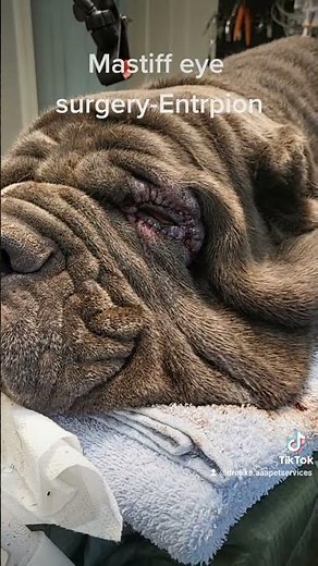 Dog Entropion surgery.