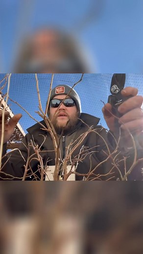 Master the art of blueberry bush pruning! Learn essential techniques from our expert gardener. We'll show you step-by-step how to prune for bigger, better fruit. Improve your harvest with our easy-to-follow guide! #BlueberryPruning #GardeningTips #GardeningHacks #GrowYourOwn #FruitProduction #PruningTechniques #BlueberryBush #Harvesting #Gardening #OrganicGardening | Matt The Garden Guy