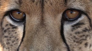 📍 Namibia Wildlife Sanctuary 📆 2022 & 2023 dates! 👀 15% off until Oct 31st ​🖱️ Enquire today | The Great Projects