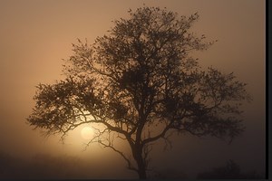 8.3K views · 2.2K reactions | On the Beat in the Manyeleti #63. A misty, action packed morning! #Kruger #Africa #Travel #Safari #Luxurylodge #KrugerPark #Big5 #KrugerTourism #Gameviewing #Gamedrive #TintswaloSafariLodge #ProudlySouthAfrican #luxurytravel #Bushlife #luxury #TravelingSouthAfrica #TravelLife #Adventure #TravelKruger #Bestvacations #Wunderlust #FamilySafari #meetsouthafricalater #virtualsafari | Tintswalo Safari | Facebook