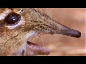 Take A Closer Look At That Snout Meme Compilation