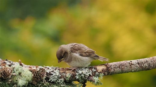 7.2K views · 387 reactions | Adult male house sparrow feeding one of its fledgling recently out of its nest at my woodland bird hide near Hawick in the Scottish Borders. | Ron McCombe Wildlife Photography | Facebook