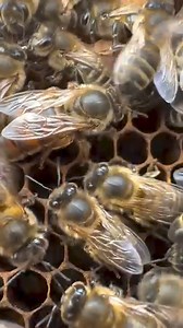 21K views · 421 reactions | #Queen #bee #bees #beekeeping | Honey Apple Farm | Facebook