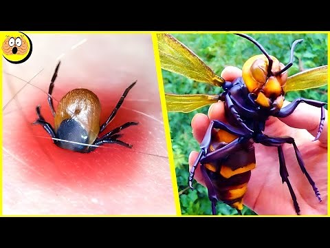 Les Insectes Les Plus Dangereux Du Monde