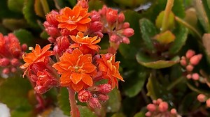1+ Free Kalanchoe Beharensis 4K & HD Stock Videos
