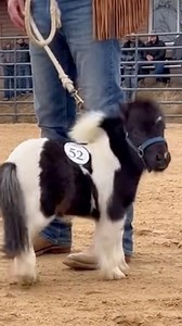 210K views · 3.8K reactions | Baseline forward movement documented under neutral environmental conditions to observe pacing consistency, balance, and calm response without structured prompting | Cute Mini Pets | Facebook