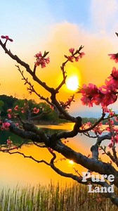 ¡Increíble paisaje de flores y agua! 😍🌸 | Hermosa Vida