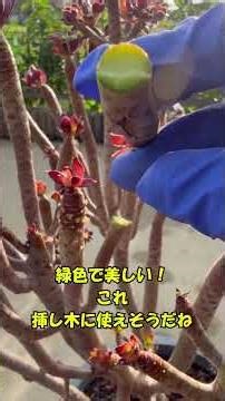 【黒法師・アエオニウム】長い休眠期から目覚めた＃多肉植物！増やすには今がチャンス新しい芽・根も出てる＃shorts