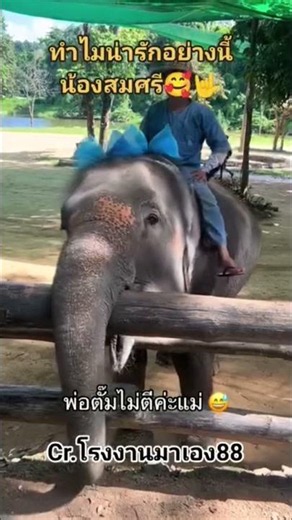 They can actually understand you‼️ Elephants are the smartest and most clever animals in the worl...