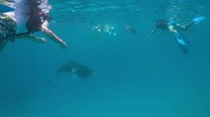 Kihaa Maldives kicks off manta season