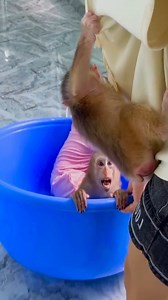 9.4K views · 335 reactions | Cute video Compilation of Monkey Kaka + Diem and Mit #KakaFamily #Monkeykaka #Kaka | Kaka Page | Facebook