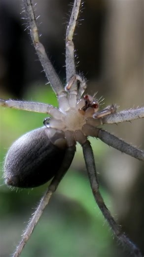 The predators of our rainforest 🕷 #AntsCanada #ACfamily #antloveforever | AntsCanada