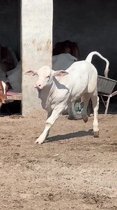 2.2K views · 60 reactions | MASHA’ALLAH懶 . . . . . . . . . . . . #familyphotography #beast #beautiful #family #health #Mashallah #cute #big #love #f4f #Gaints #love #huge #newbornphotography #bodybuilder #calf #prints | Karachi Mandi Scnz | Facebook