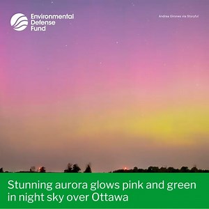 ICYMI: A stunning aurora was visible in the starry sky over Ottawa, Canada, on Friday, August 4. Timelapse footage captured by Andrea Girones shows the night sky light up in hues of pink, green, and purple. “A little aurora timelapse from last night north of Ottawa, Canada,” Girones wrote. #Aurora #NorthernLights #AuroraBorealis #Nature #Earth #Atmosphere #NightSKy | Environmental Defense Fund