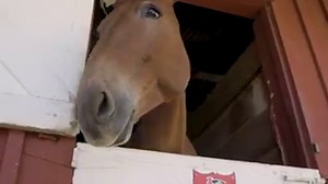 56K views · 705 reactions | The 50th Anniversary of "The Greatest Mule Show on Earth" is this May 21-26, 2019! Tickets go on sale February 1st at Mule Days.Org and (760) 872-4263 | Bishop Mule Days Celebration | Facebook