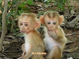 The little monkey's unhappy face indicates that they are hungry | The Story Daily