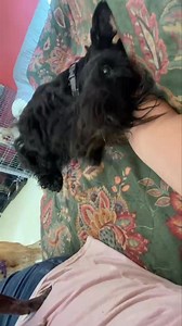 42 reactions | Victoria loves those belly rubs! | Katahdin Kritters Pet Resort LLC | Facebook