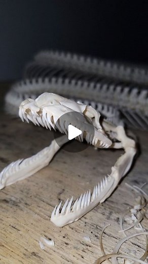 Kev Pav on Instagram: "13ft Burmese Python Skeleton I completed recently. This is available is anyone is interested. . #dermestidbeetles #beetles #dermatology #dermestid #skull #skulls #bones #articulation #taxidermy #cleaning #clean #snake #rattlesnake #python #burmesepython #fyp"