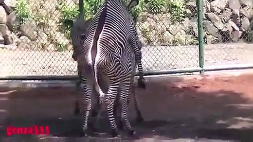 ZEBRA MATING ANIMAL MATING New Video