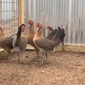 TROY HATCH PULLETS | troy__gamefarm