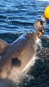 Great White Shark tears Chunks Off The Bait | White Shark Ocean
