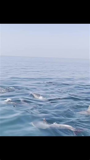 3.2K views · 90 reactions | ❤️❤️❤️Cute playful dolphins! Hengam Island, #PersianGulf, #Iran | Iran Photos | Facebook