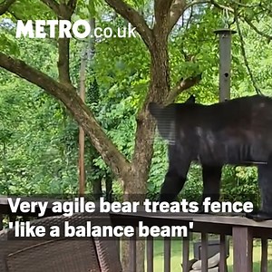 Steady beary boy 🐻 | Metro