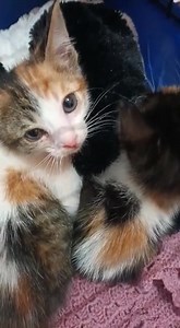 87 reactions · 18 comments | A ninhada recolhida do lixo, terá cerca de 2 meses, uma das meninas tem 500grs a outra apenas 300grs . Infelizmente estão doentes, com coriza e calicivirus Já foram avaliadas ontem por veterinária, fizeram medicação e estão a ser forçadas a comer. Esperamos que recuperem nas próximas horas  | Projeto Gatos Porto | Facebook