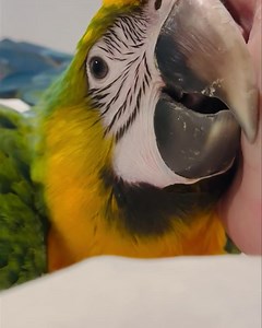 Good morning sweetheart 🥰 | Macaws Australia