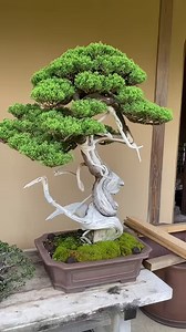 71K views · 10K reactions | Manseien Bonsai garden | Bonsai Empire | Facebook