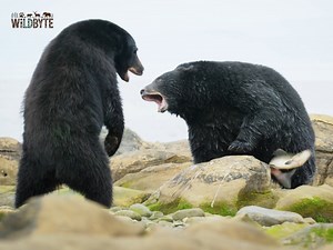 45K views · 1.2K reactions | Wild Vancouver Islands #Wildlife #VancouverIslands #NatureSeries #IslandLife #WildNorth | WildByte | Facebook