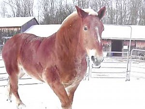 HUGE HORSE!!! BIG BEN of the BERKSHIRES ! Heavy Weight Belgian Work horse 3400 lbs
