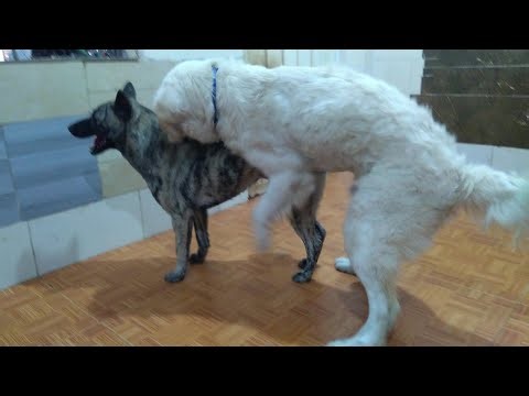 Dominant Male Dog Shows Natural Mating Instincts