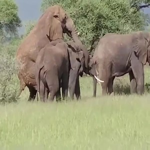 Watch this video of elephants mating! By: Carol-Ann Mullin/YT | Elephant Lovers