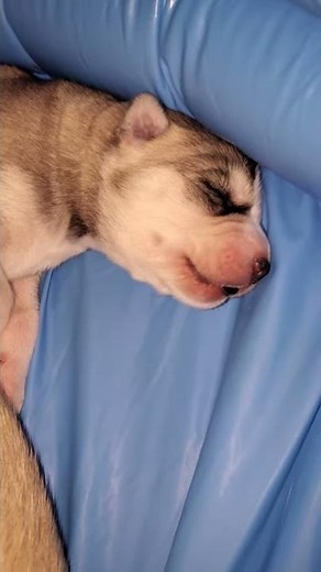 Newborn husky's first ever howling session will melt your heart
