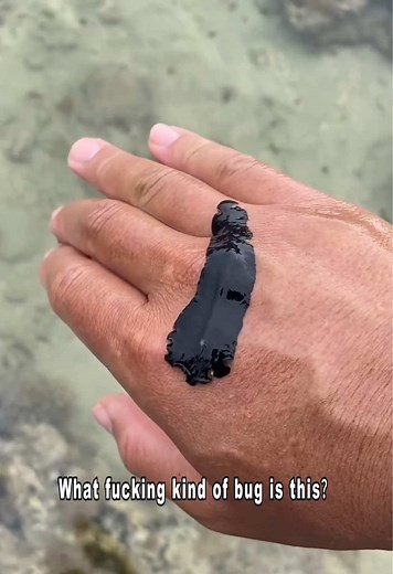 Identifying Unique Marine and Land Bugs