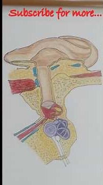 How to Draw the Anatomy of Ear/Step by Step/External, Middle & Inner Ear Explained/Labeled Diagram