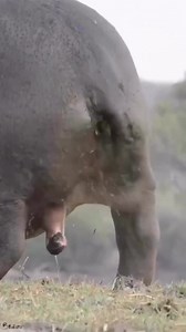 A hippo cleaning it's 🤣 #wildlife #shorts | Nature Of Worlds