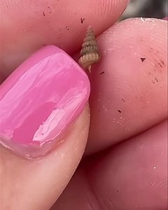 1.2K views · 52 reactions | A tiny Ladder horn snail that get no...