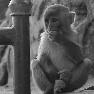 We’ll just put it out here. Such a cute monkey. Sound 🔛 #SimbaBeer #FinelyCrafted #RoarWithSimba #RoarForMore #CraftBeer #SimbaDelhi | Simba Beer