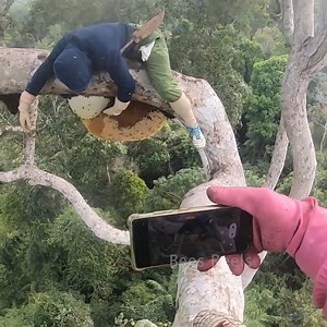 10K views · 256 reactions | The Dangerous Honey Quest of Two Brothers | Bees Reels | Facebook