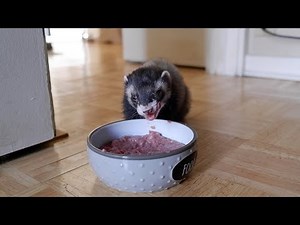Adorable Ferret Eating
