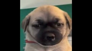 Arizona Pug Adoption and Rescue Network on Reels