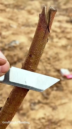 85K views · 728 reactions | Grafting techniques of fruit tree | Grafting Planting | Facebook