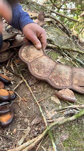 92K views · 526 reactions | Entada rheedii, commonly known as African dream herb or snuff box sea bean, and as the cacoon vine in Jamaica, is a large woody liana or climber of the Mimosa clade Mimosoideae. The vine can grow as long as 120 m. | Nature View | Facebook