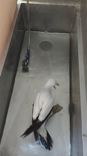 We wanted to share some video of what a #MaskedBooby tub time looks like! We are very glad to report that the booby has shown small improvements this week, and continues to have a great appetite. Our hospital staff are continuing to administer medication as well as nebulizer treatments to aid in treating their respiratory illness, and so far the booby has responded well. While the prognosis remains guarded, we are cautiously optimistic! | Seaside Seabird Sanctuary