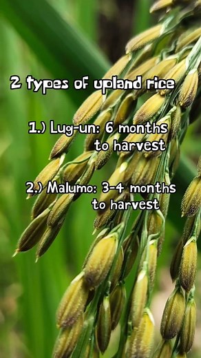 UPLAND RICE 🌾 Alam nyo ba na may dalawang uri ng upland rice? 🌾 💚🌱 Panoorin sa video na ito 📸 #upland #rice #farming | Takurug Ki